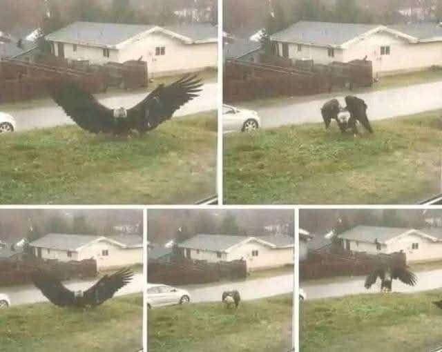 Giant Eagle captured