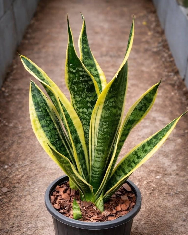 If you have this plant.