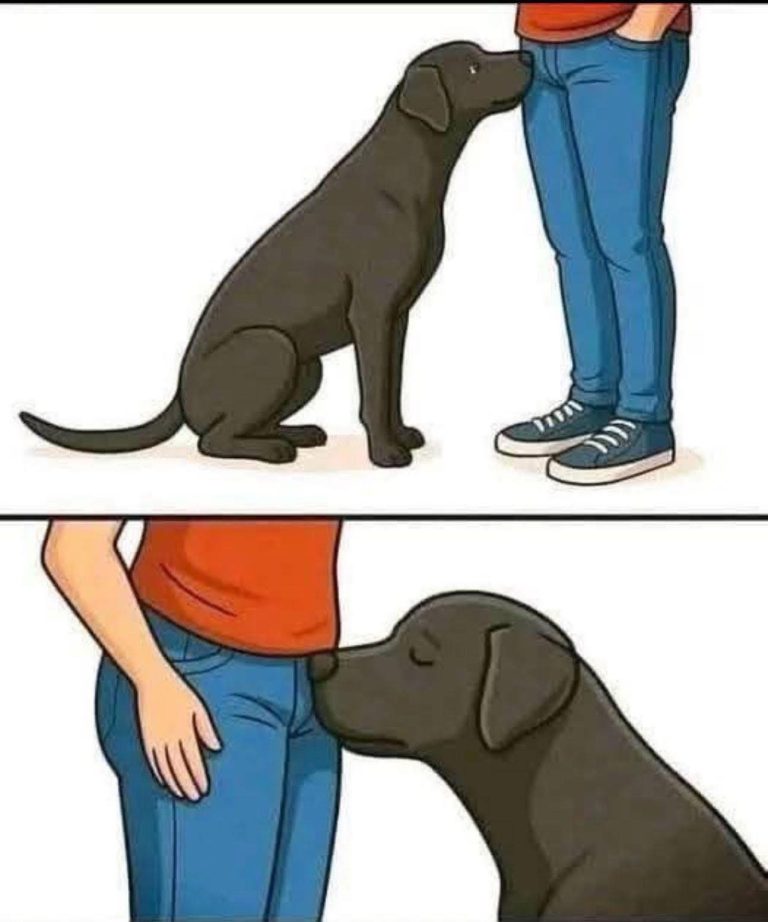 If your dog is sniffing your genital