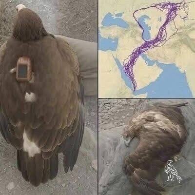 Scientists Tracked an Eagle for 20 Years—What They Learned