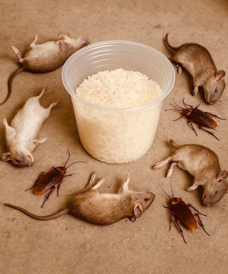 How to get rid of rats.