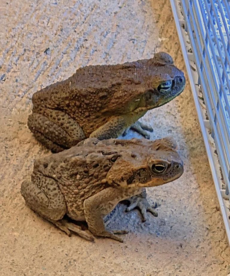 Why a Toad Might Appear.