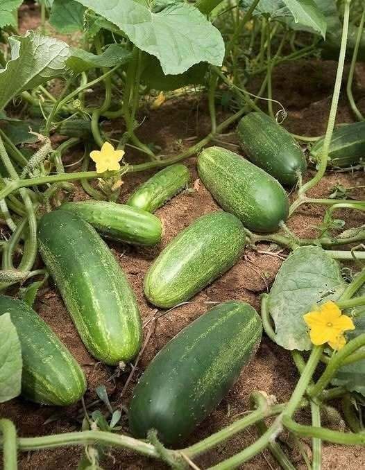 Doctors reveal that eating cucumber in salads causes