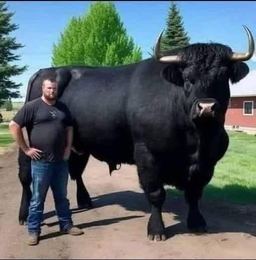 I recently spent $6,500 on this registered Black Angus bull.